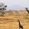 Tarangire-National-Park