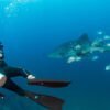 Whaleshark-Diving
