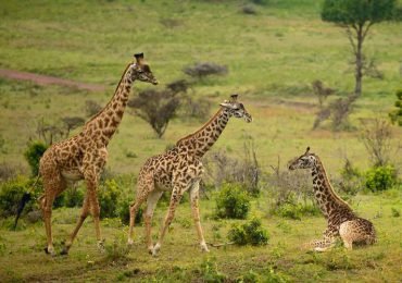 Arusha National Park
