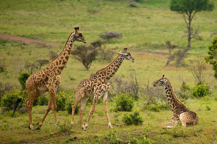 Arusha-National-Park-wildlife-safaris Arusha National Park