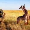How-To-Plan-A-Perfect-Safari-In-Tanzania-–-7-Things-You-Need-To-Know-26