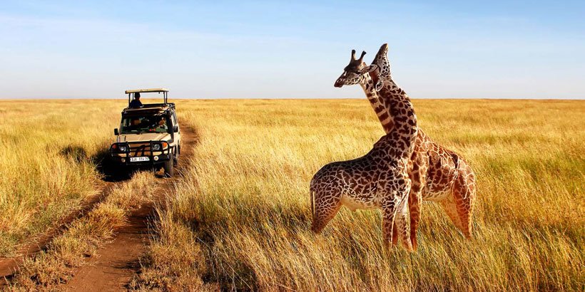 How-To-Plan-A-Perfect-Safari-In-Tanzania-–-7-Things-You-Need-To-Know-26