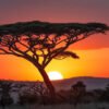 Serengeti
