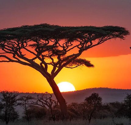 Serengeti