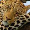 Viaje grupal a Tanzania