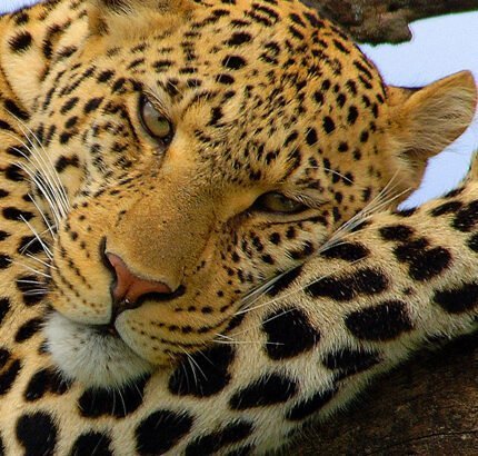 Viaje grupal a Tanzania