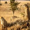 Tanzania-cheetahs-on-mound