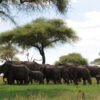 Tarangire-National-Park-Day-Trip