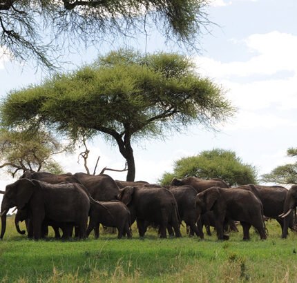 Tarangire-National-Park-Day-Trip