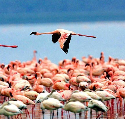 Lake Manyara
