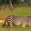 Mikumi national park tanzania Animals