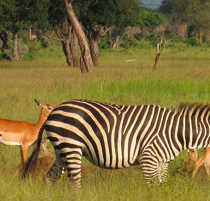 Mikumi national park tanzania Animals