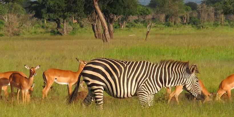 Mikumi national park tanzania Animals