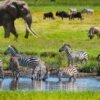 7-Days-Tanzania-Wildlife-Safari