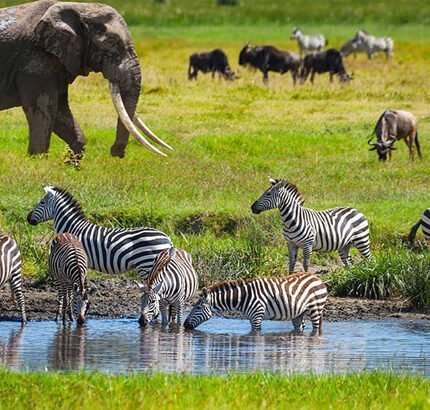 7-Days-Tanzania-Wildlife-Safari