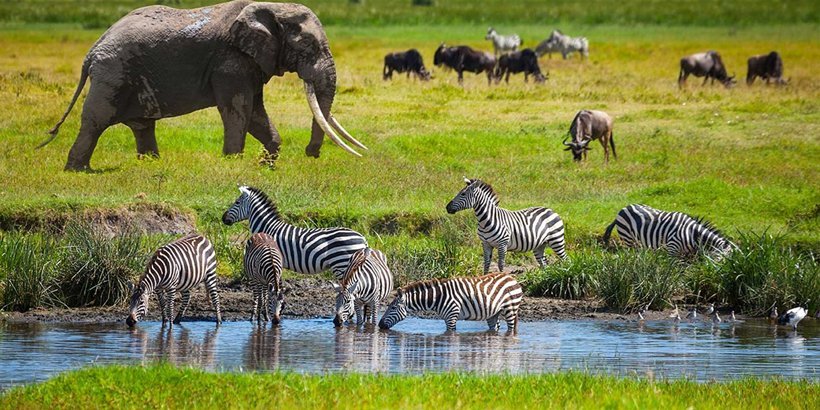 7-Days-Tanzania-Wildlife-Safari