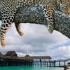 7-Days-Wildlife-&-Honeymoon-Safari