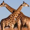 Giraffe