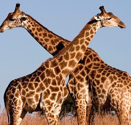 Giraffe