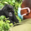 Gorilla-Trekking-in-Uganda-during-COVID-19