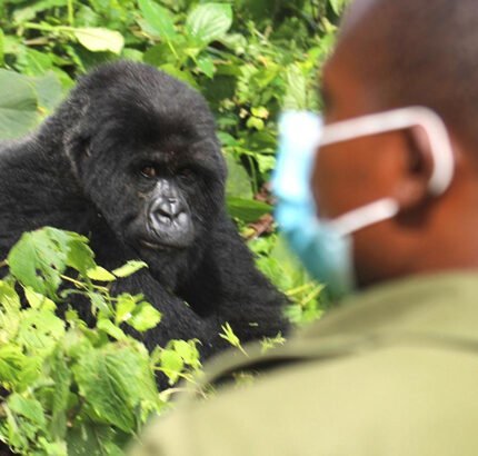 Gorilla-Trekking-in-Uganda-during-COVID-19
