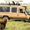 Tanzania Safaris