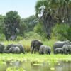 Afromasai herd-of-elephants-and-water-selous