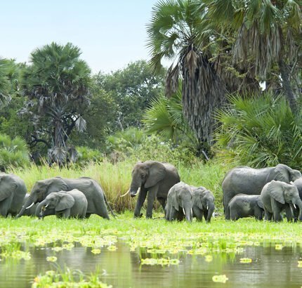 Afromasai herd-of-elephants-and-water-selous