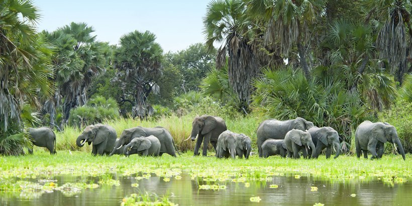 Afromasai herd-of-elephants-and-water-selous