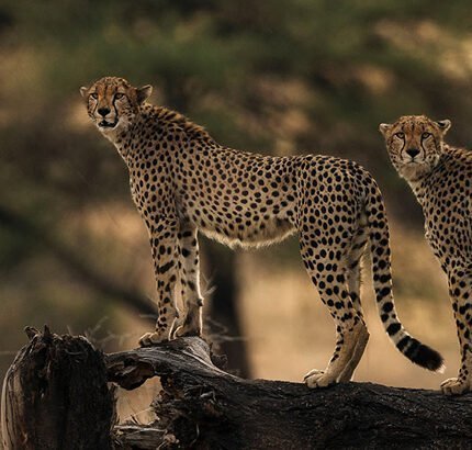tanzania-header-image