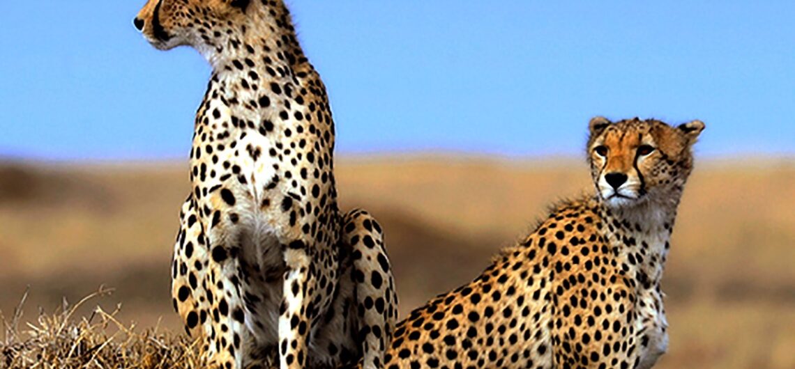 cheetah in Serengeti National Park 1