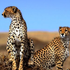 cheetah in Serengeti National Park 1