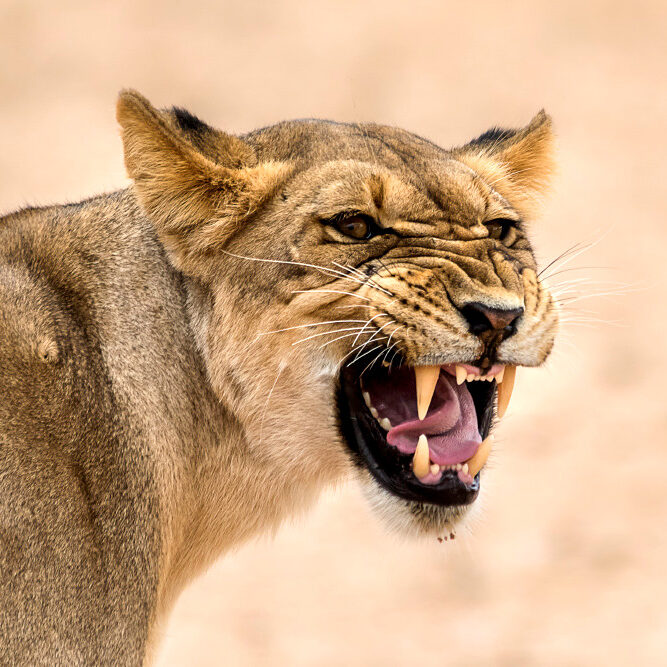 female-lion-in-serengeti