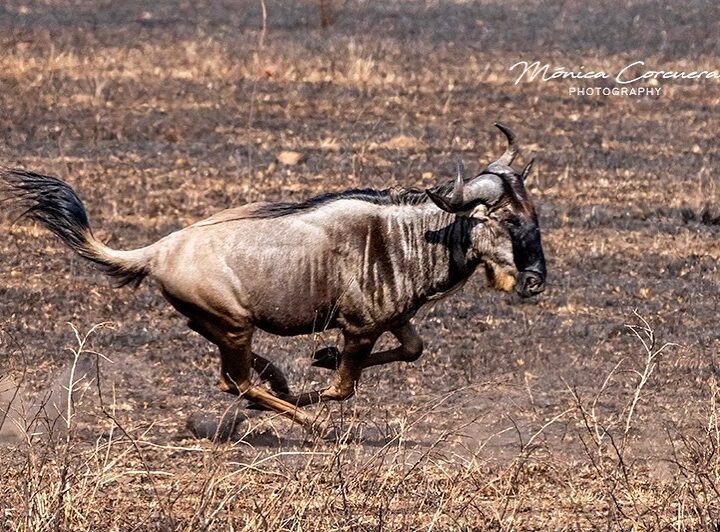 Wildebeest in 7 Days Wildebeest Migration Safari