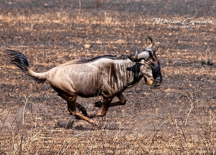 Wildebeest in 7 Days Wildebeest Migration Safari