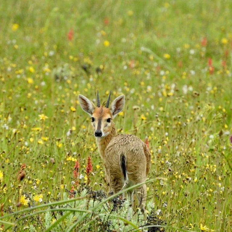 duiker in Kitulo Nationa Park 