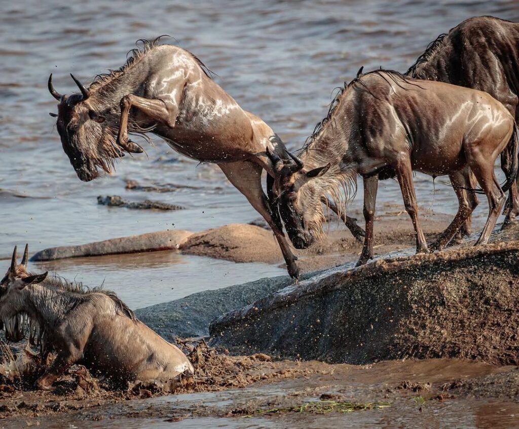 Elegant Migration from Tarangire National Park