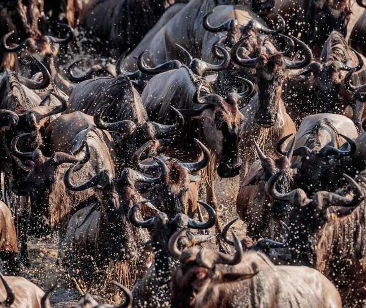 8 Days Serengeti Great Wildebeest Migration Safari