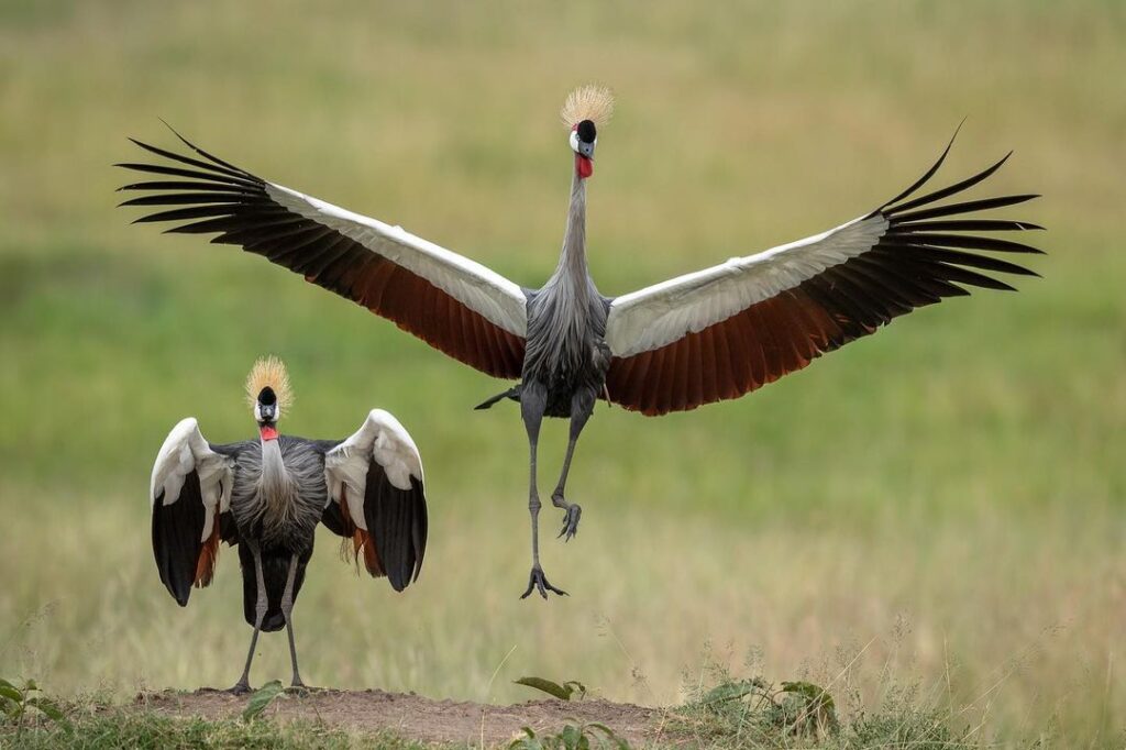 Birdswhatcher in Tarangire National Park 