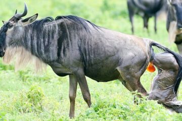 Wildebeest Calving in 6 Days Wildebeest Calving Migration Safari