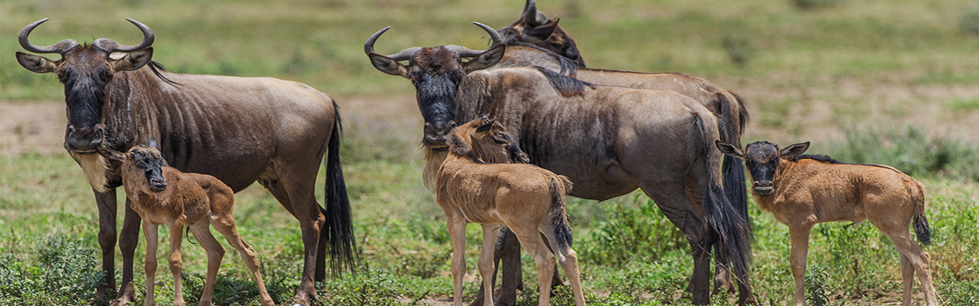 Wildebeest Calving Season, Ndutu Serengeti