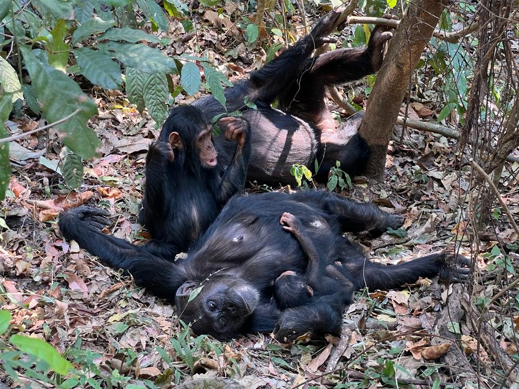 Chimpanzee trekking in Mahale Mountains National Park 