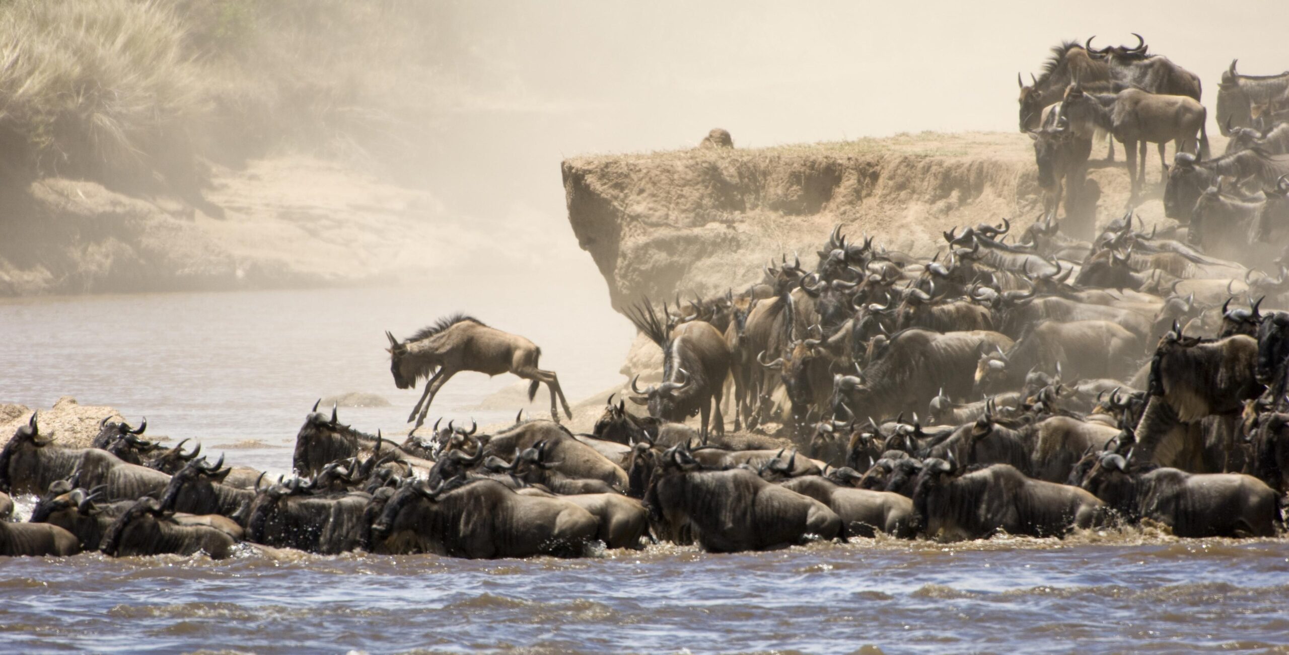 Dramatic Great Wildbeest Expirence In Serengeti National Park