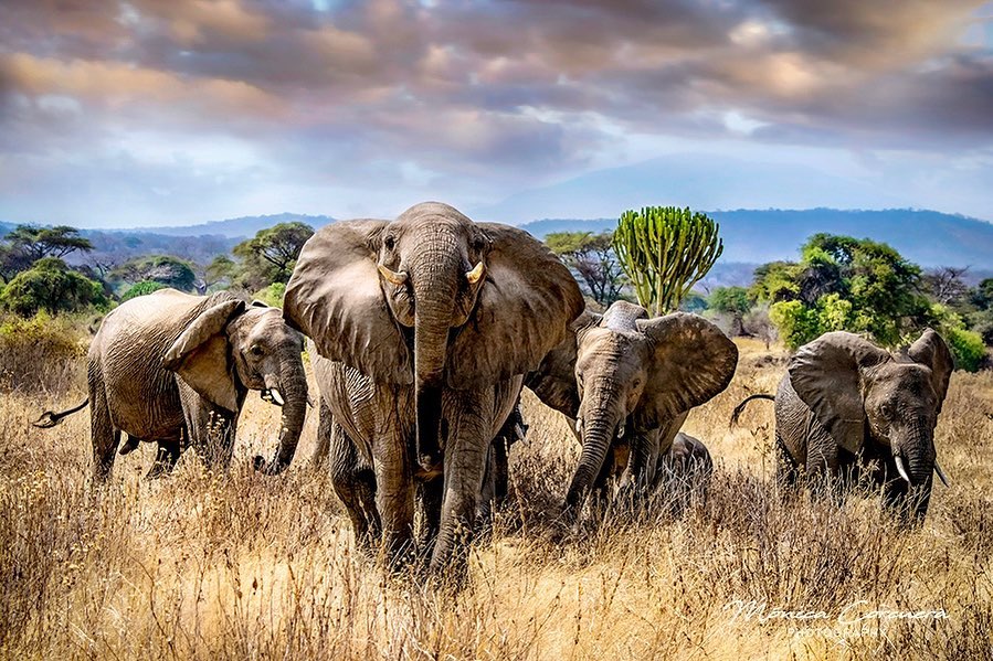 Elephants In Ruaha National Parks