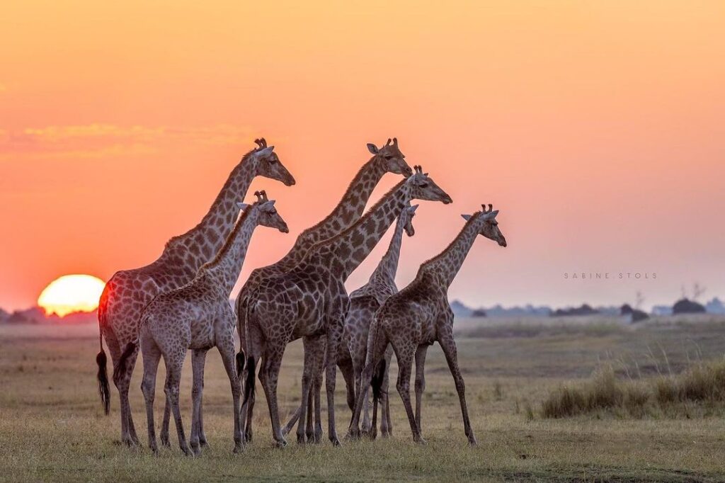 Giraffe in Arusha national park