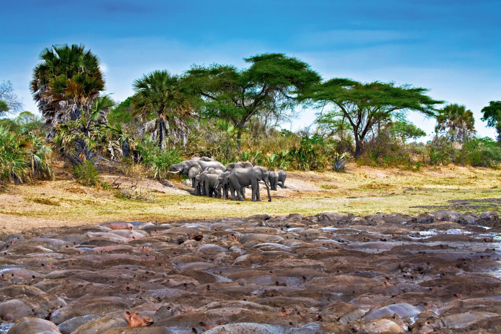 Hippos In Katavi National Park