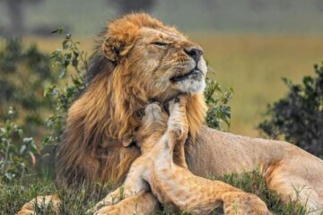 Lion in Serengeti 3 day budget private tanzania camping safari