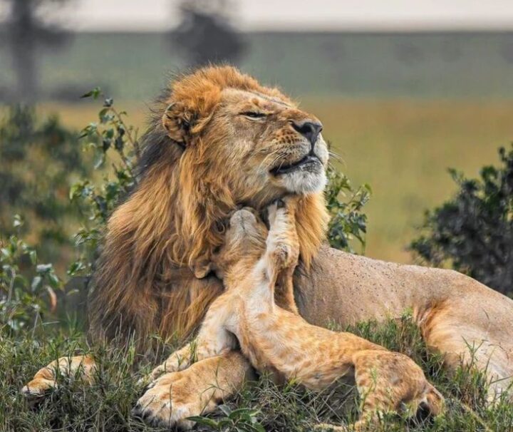 Lion in Serengeti 3 day budget private tanzania camping safari