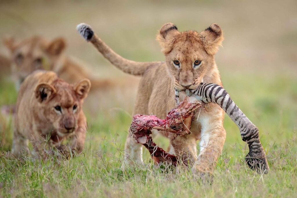 Lions In Serengeti National park Hunting their prey