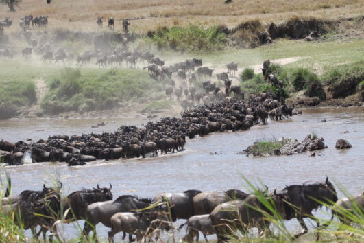 The Great Wildebeest Migration